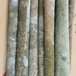 WHOLE CASSIA