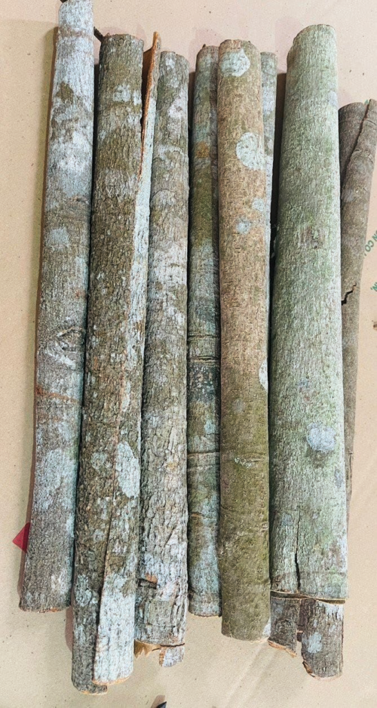 WHOLE CASSIA