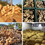 Vinaspices Ginger