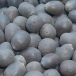Black Lotus Seeds