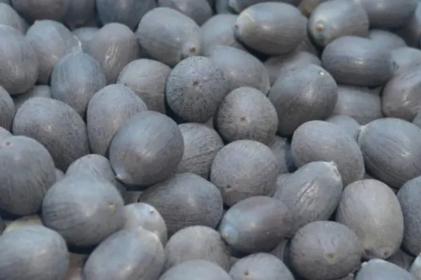 Black Lotus Seeds