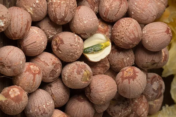 Lotus Seed red