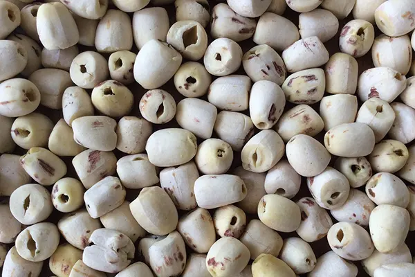 Lotus Seeds white