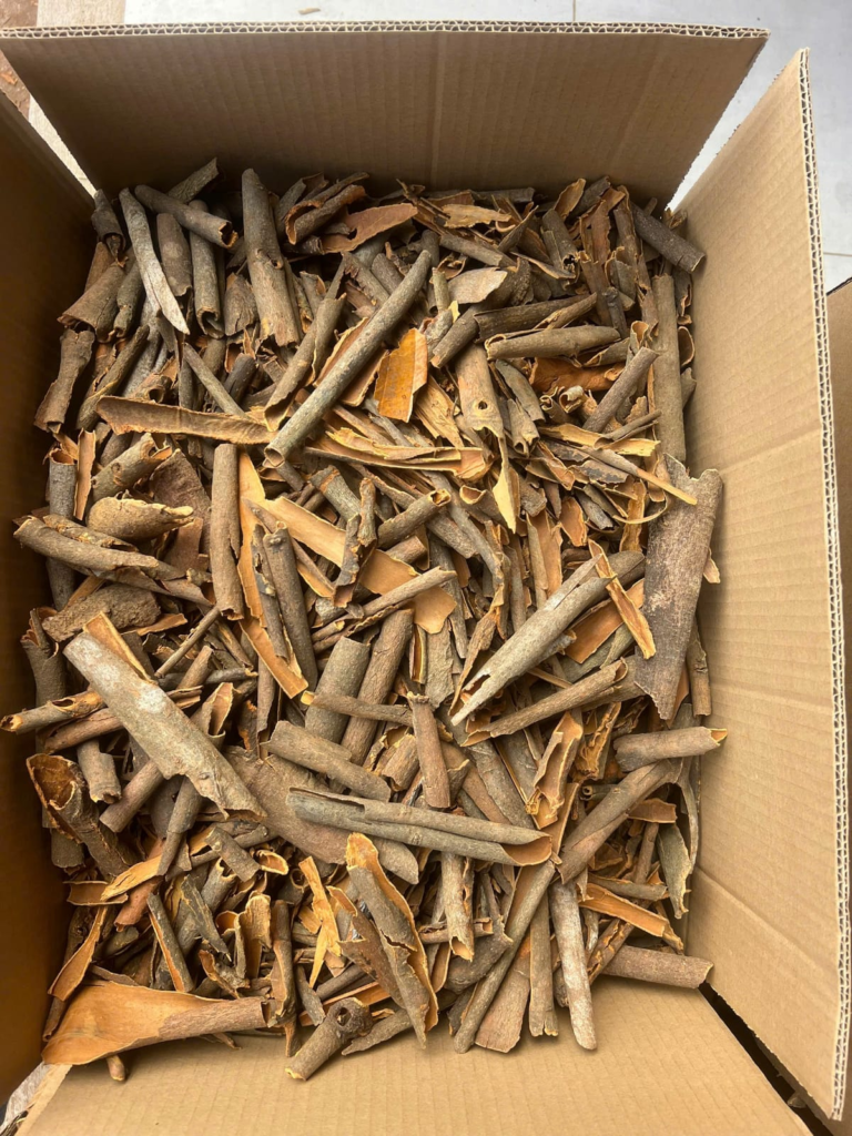BROKEN CASSIA