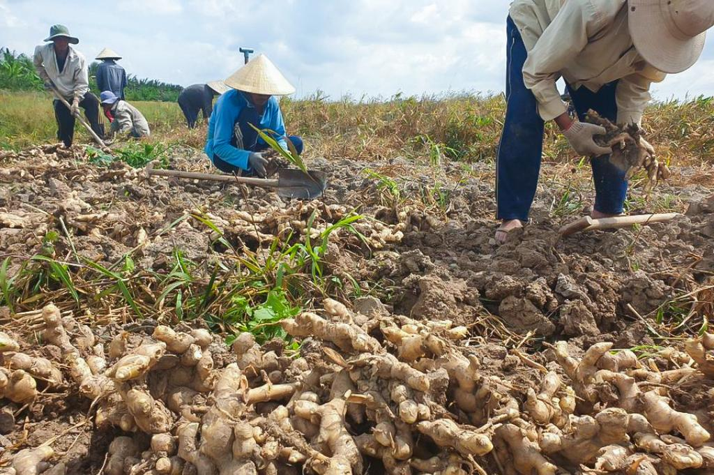 Ginger cultivation in Vietnam agricultural growing regions