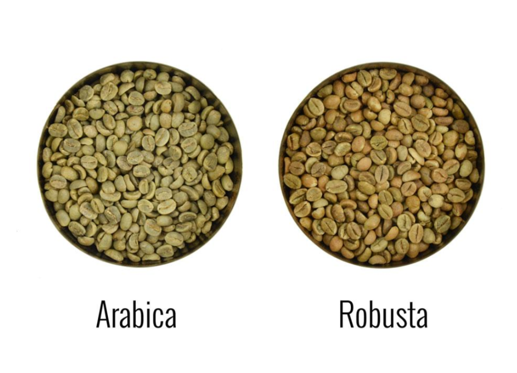 Vietnam Robusta and Arabica green coffee beans comparison